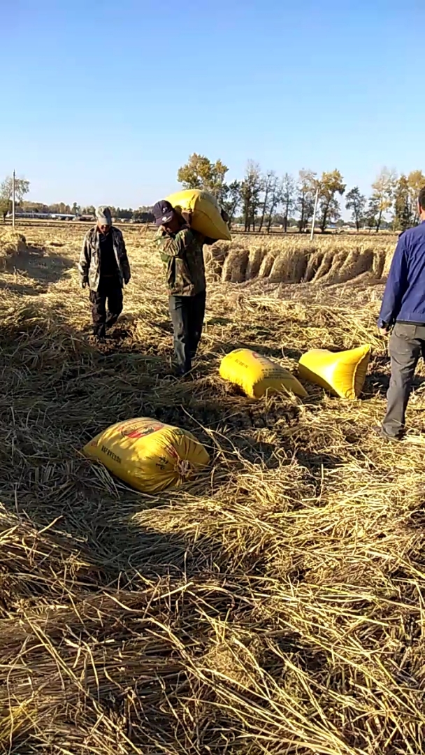 看看老农民干活