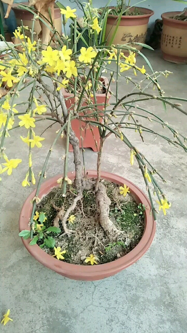 老桩迎春花