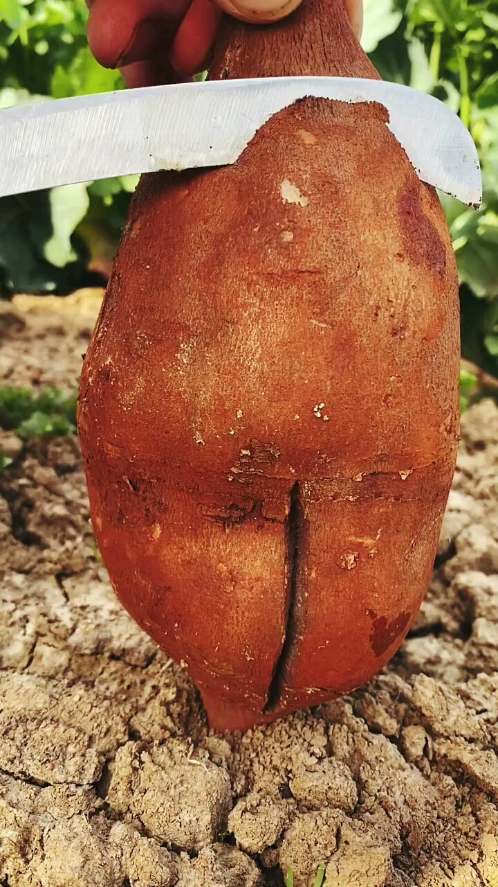 雪莲果像红薯长在地下的水果