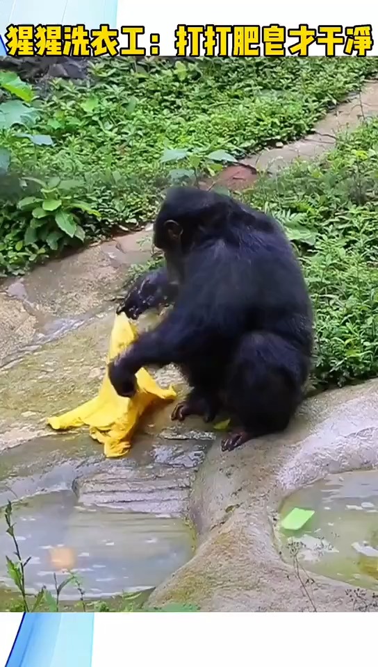 大猩猩洗衣,打打肥皂才干净[呲牙]