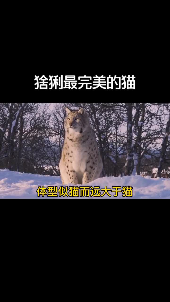 我要上热门#猞猁属于猫科,体型似猫而远大于猫,在国内咱管它叫山狸子