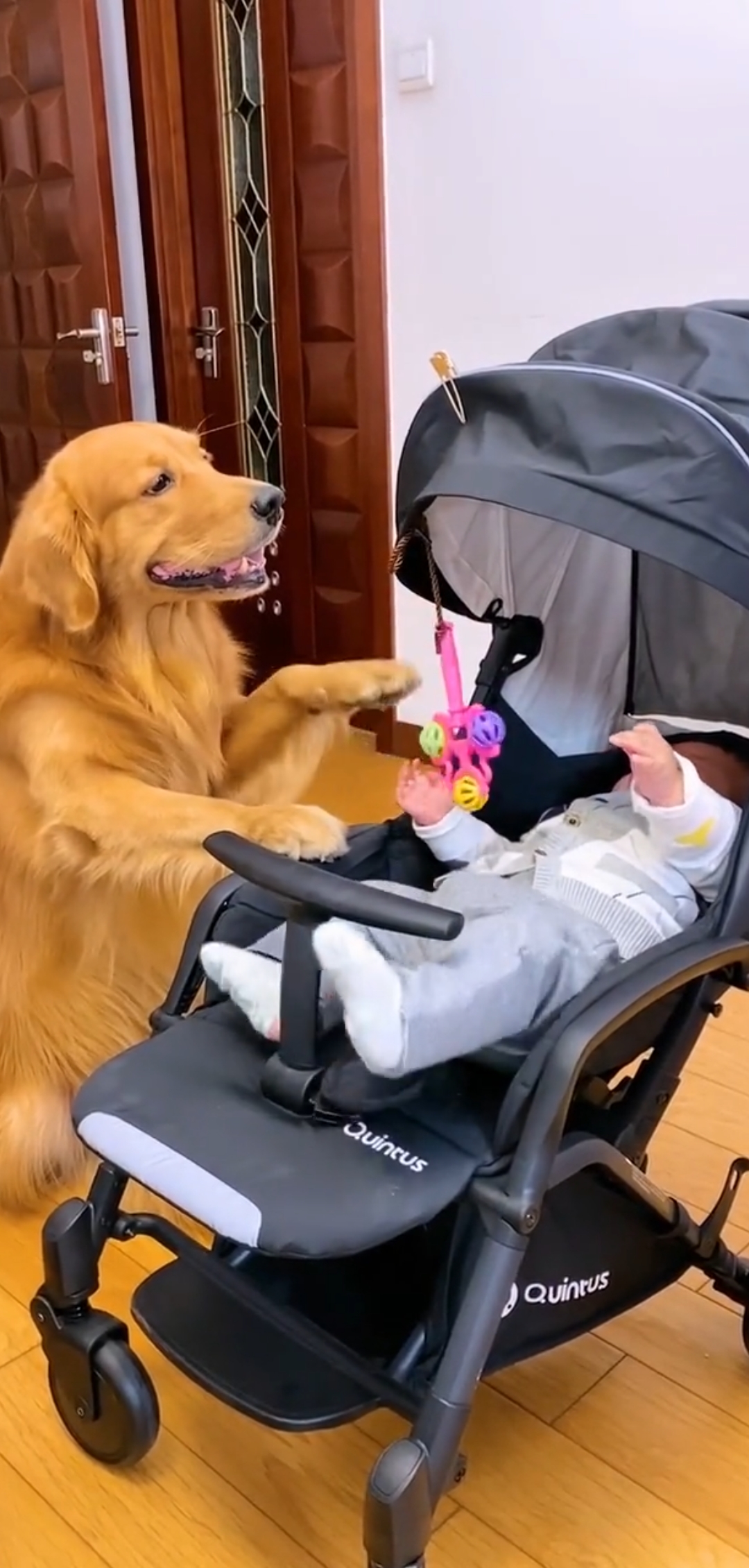 哈哈哈,金毛轮胎带孩子