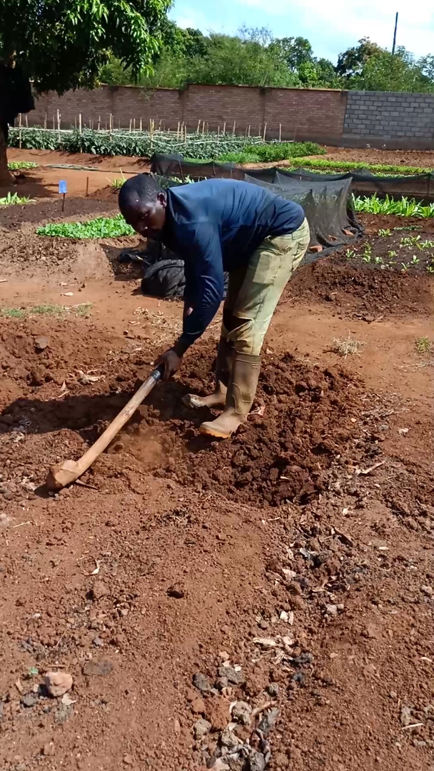 很不容易,烈日下,刨地,种菜,为了养家,供孩子能上学.