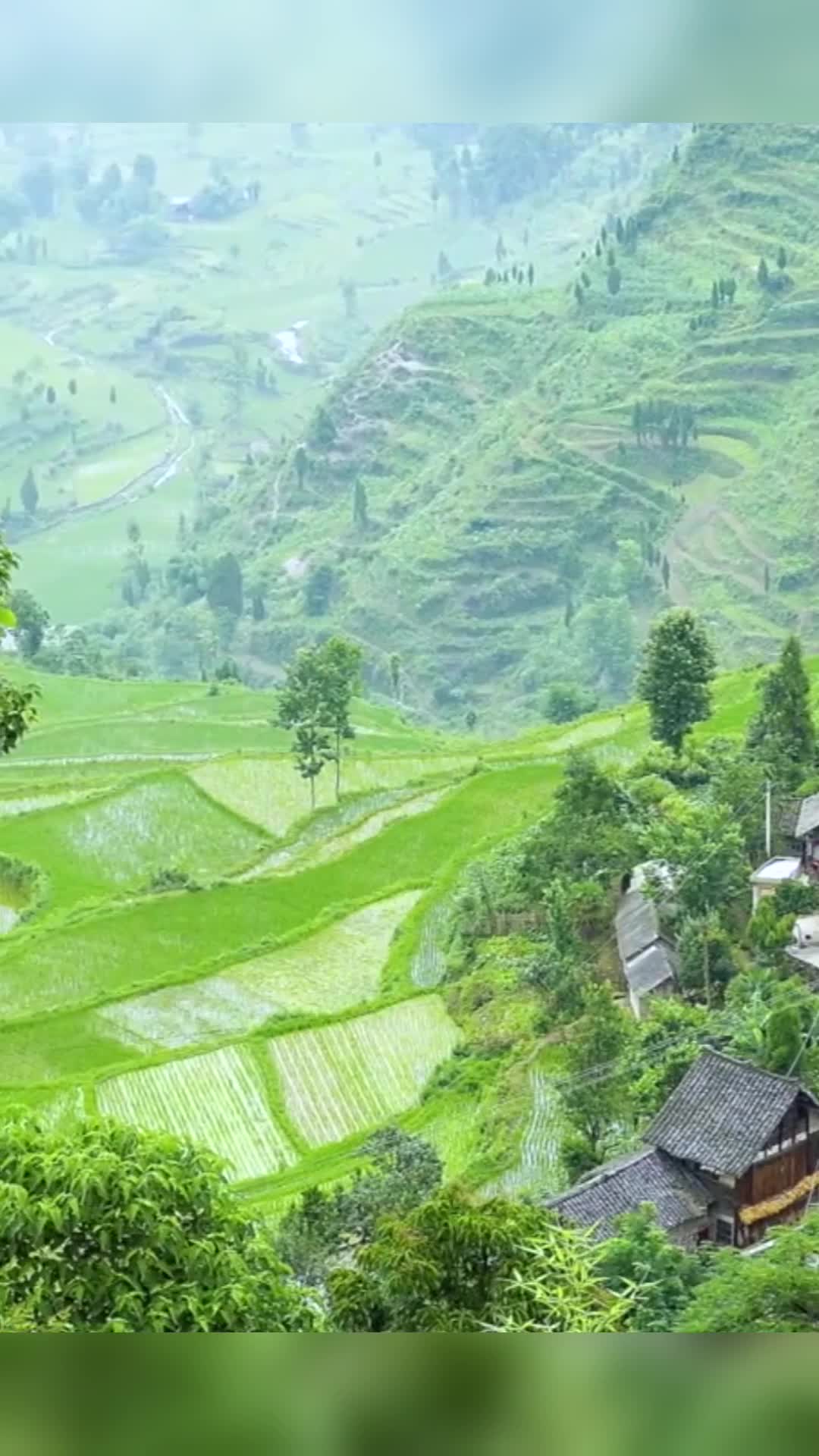 满眼绿色的大山,鸟语花香