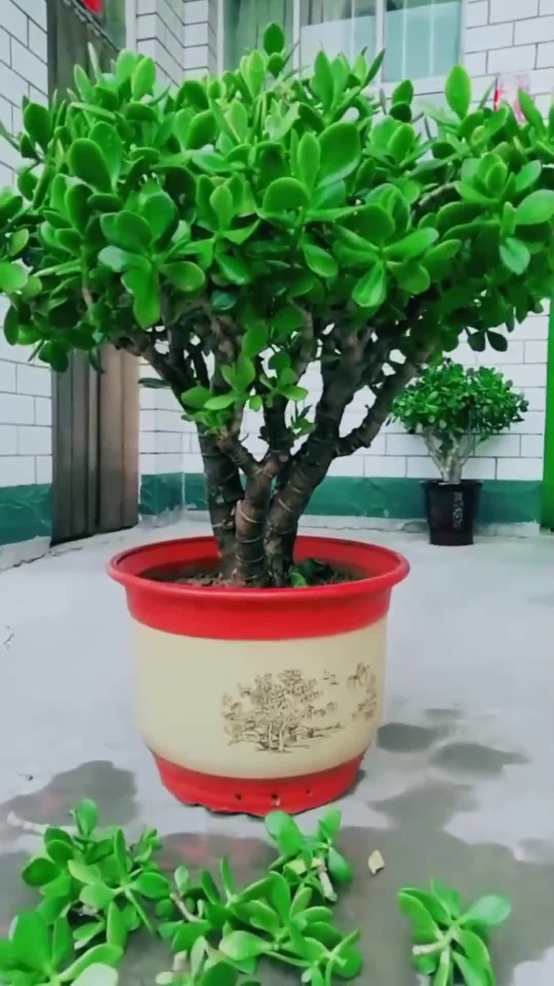 九月份玉树养殖要记得打顶经常修剪春秋不换盆