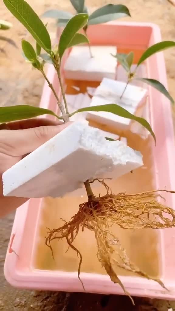 水培桂花,一个月就生根开花了