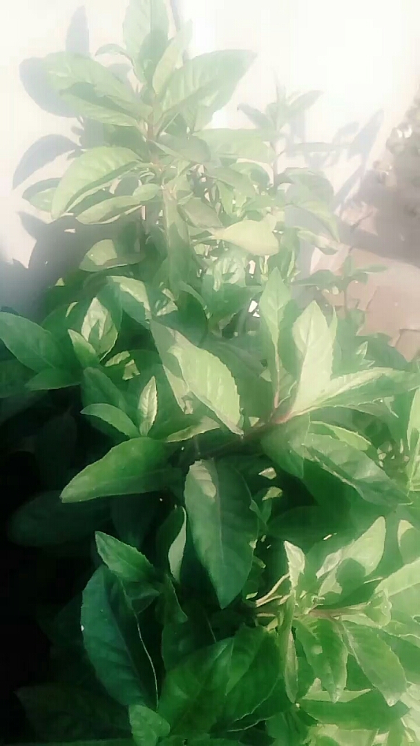 传说中的泰国仙草