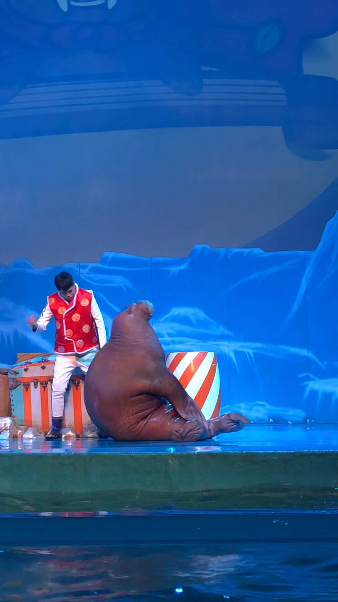 回家路上那些事#可爱的胖海狮做仰卧起坐,哈哈哈太萌了