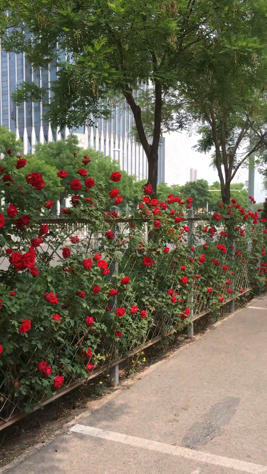 玫瑰绿篱,美丽街道