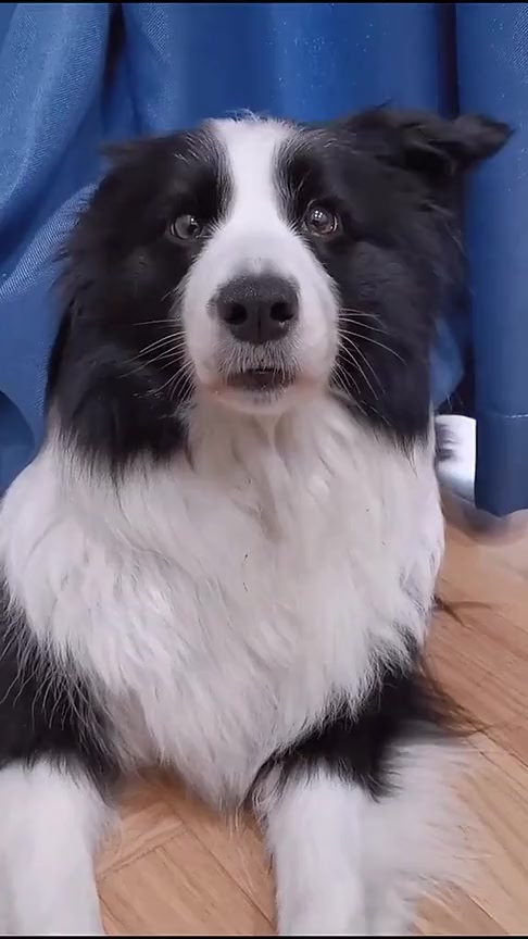 搞笑段子#家有边牧,就是不喜欢洗澡,智商比主人还高