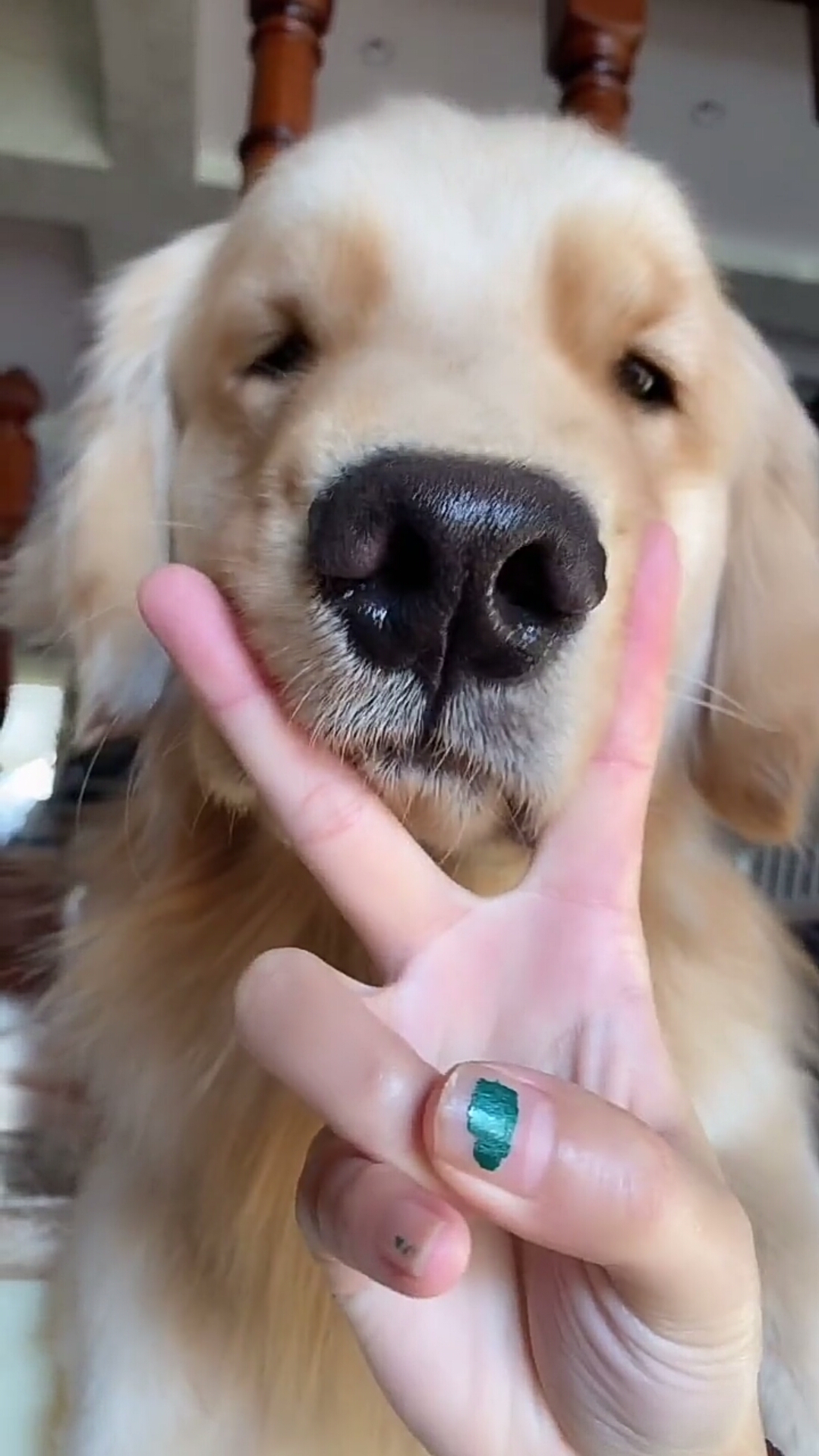 看到这个手势,金毛老远都跑过来卖萌