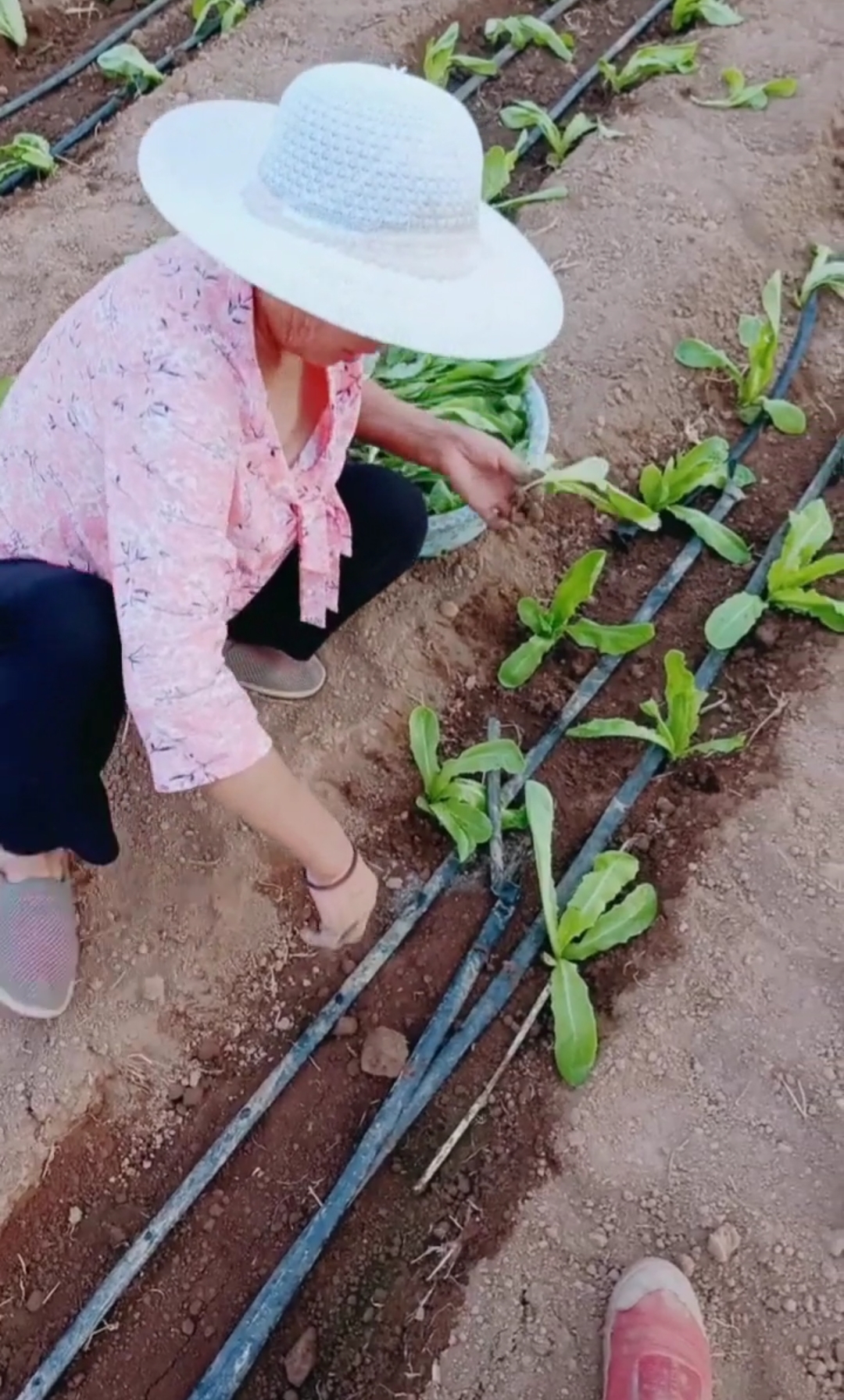 干活我们是认真的,地地道道的农民.
