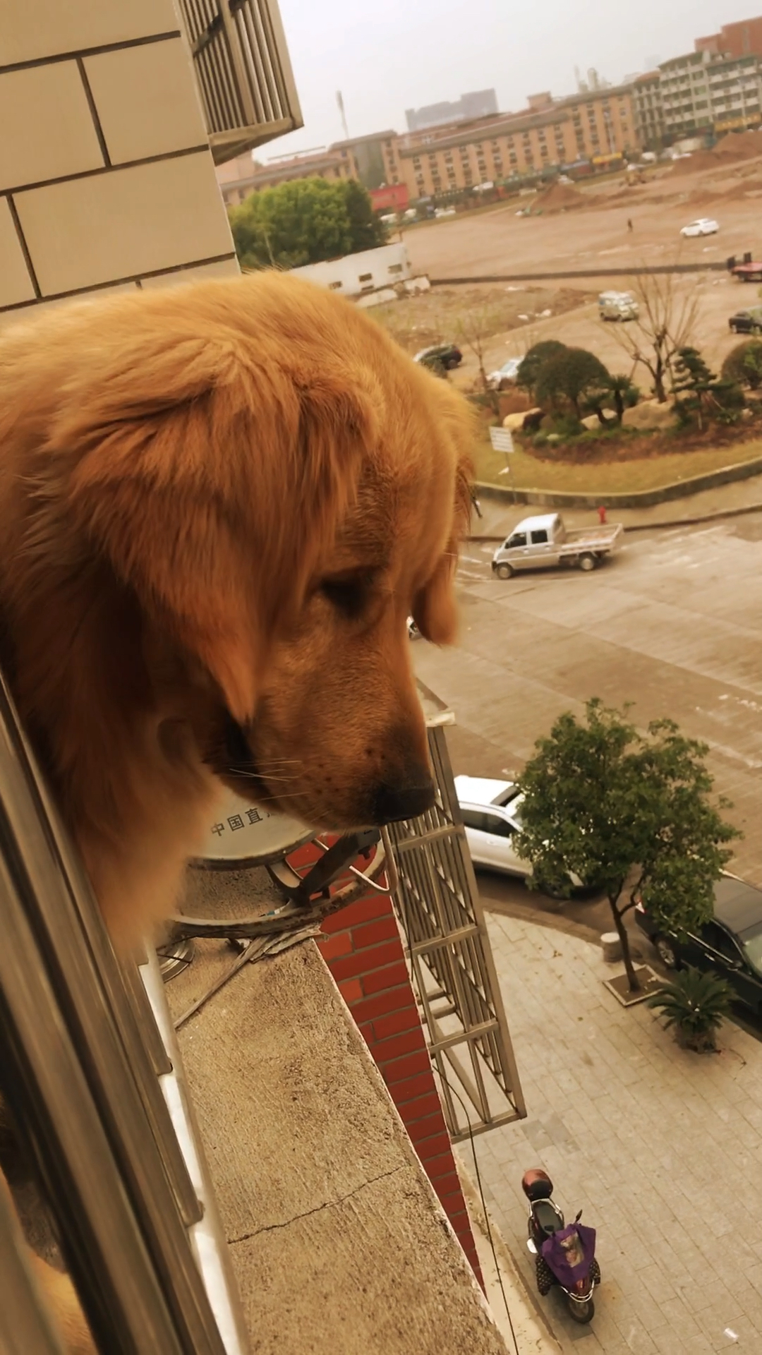 这是外面有狗了吗?天天惆怅的看着楼下.