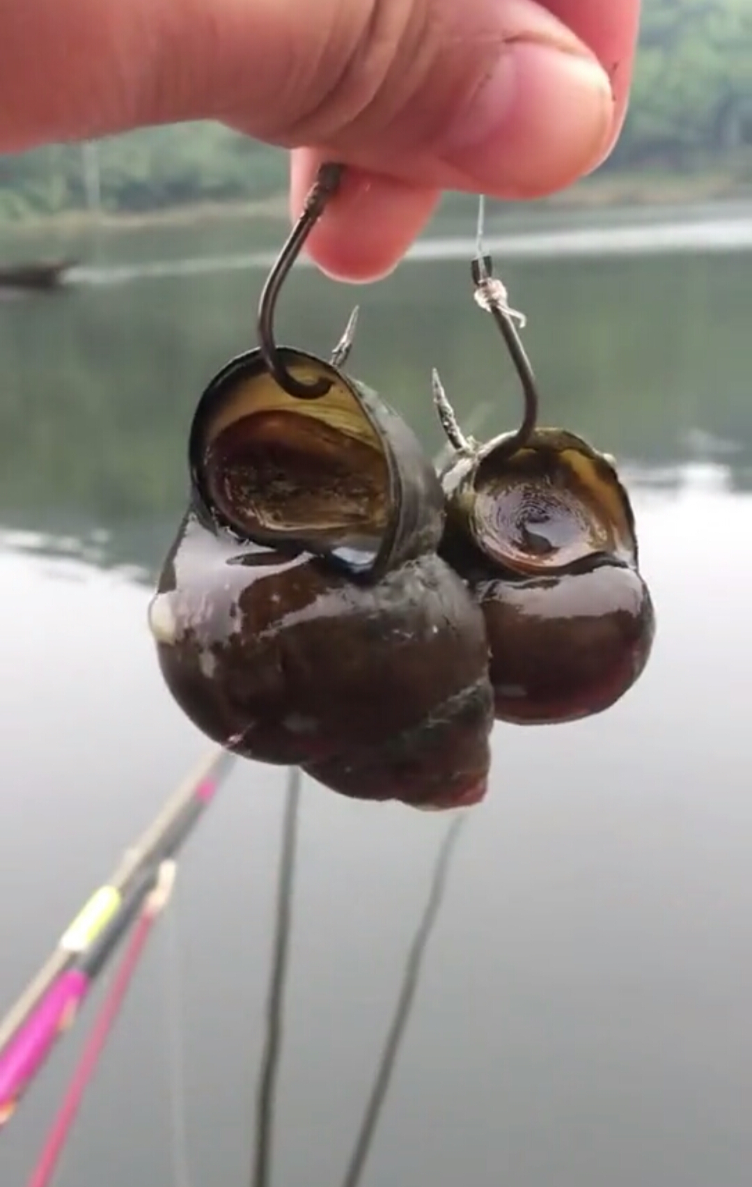 钓大青的田螺应该这样挂!