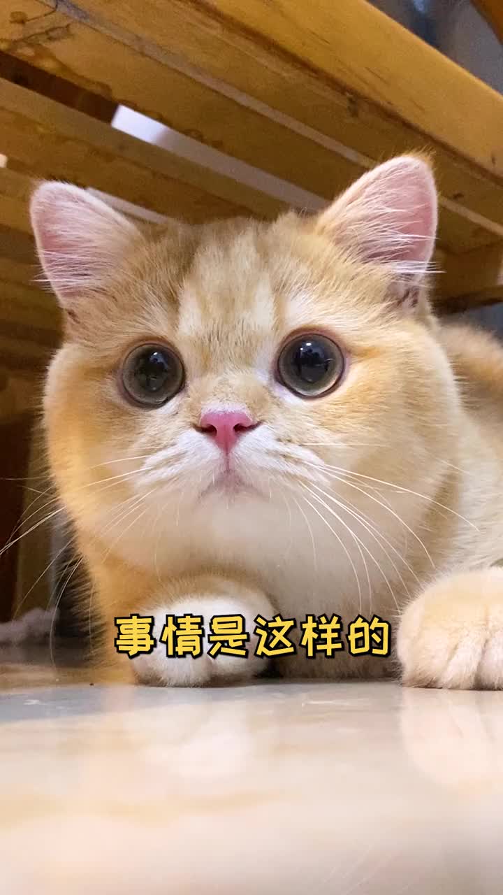 家有猫咪#我可能要给鱼蛋改名字了傻日常能有多傻
