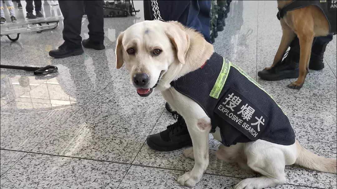 看看搜爆警犬和防暴警犬长的帅吗?
