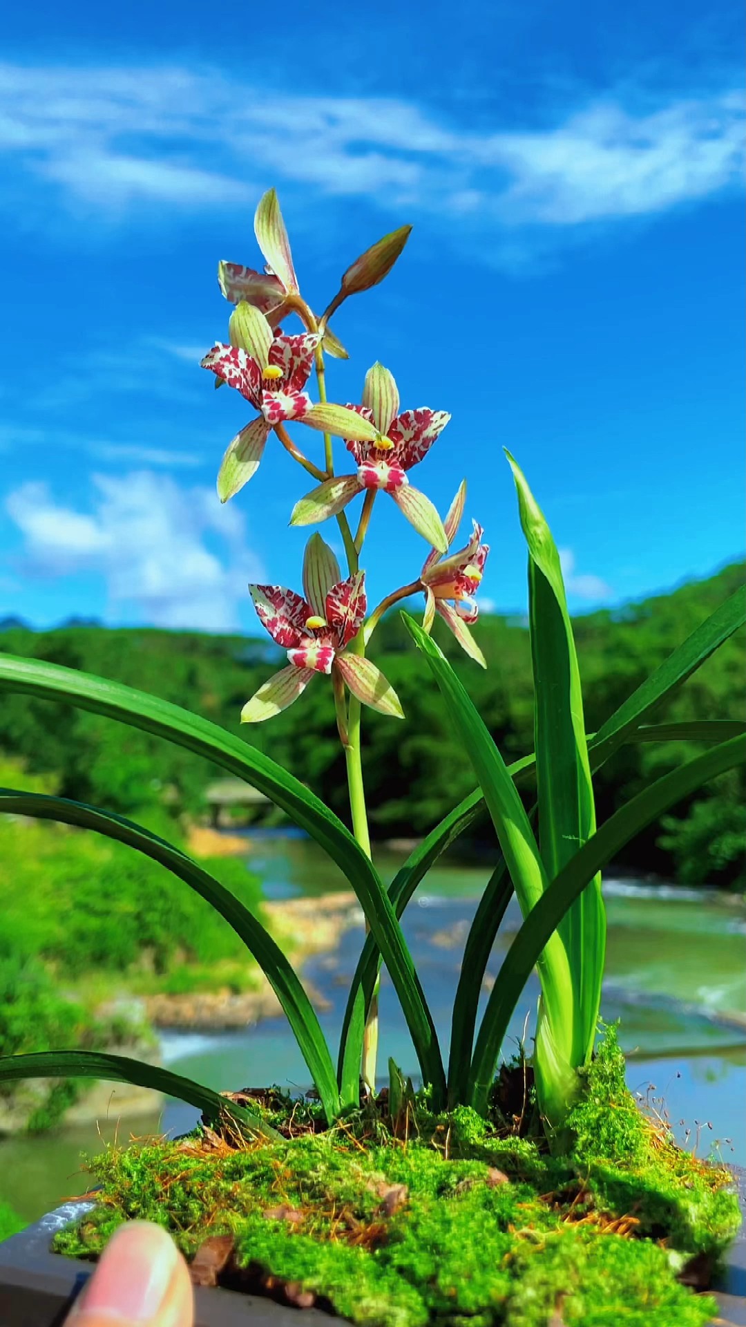 兰花#沐浴阳光,感受美好,碧湖蓝天,开开正艳.