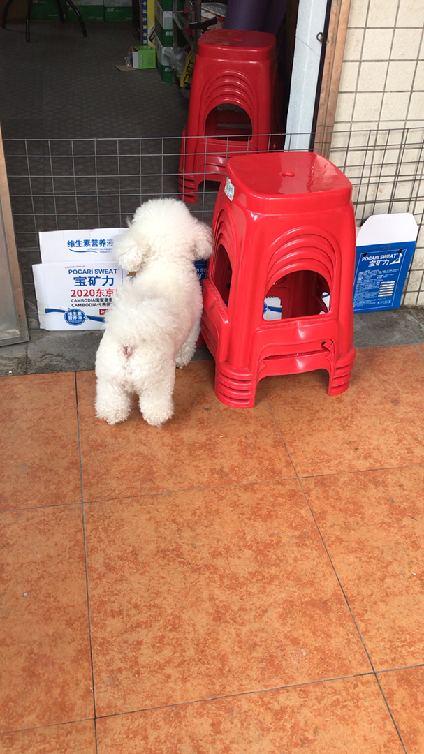 萌萌宠物#偷看别人的狗