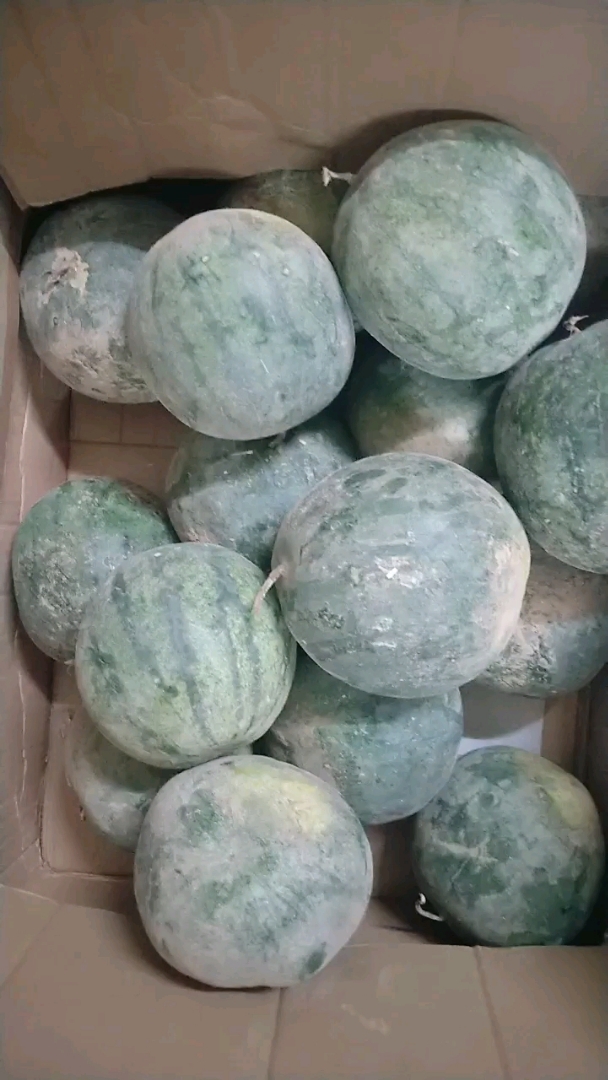 全民小助手 正宗山瓜,清凉解毒哦!