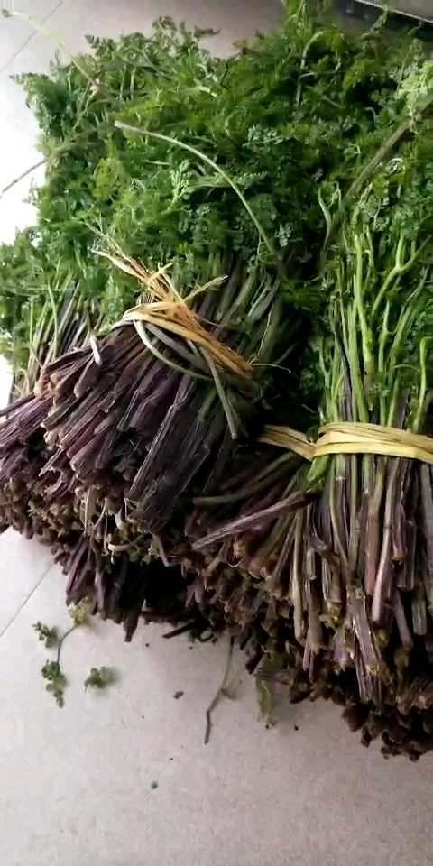 新鲜山芹菜,吃了降三高!