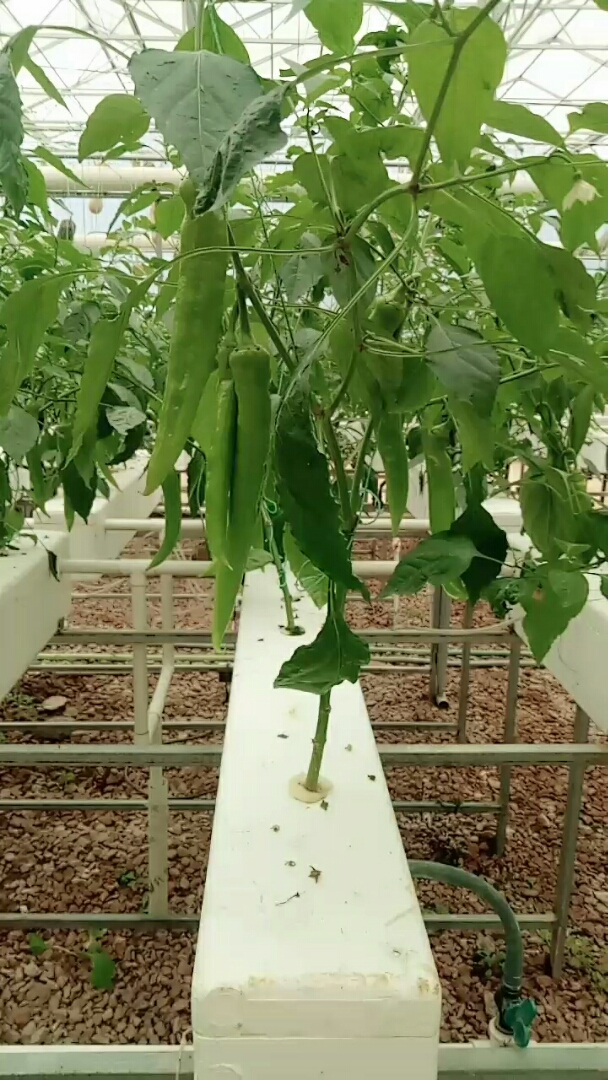 无土栽培的辣椒