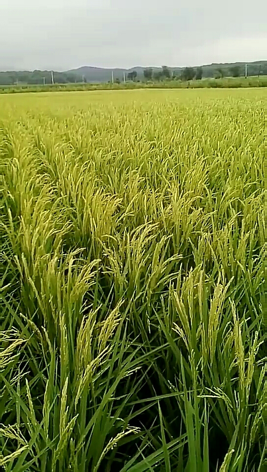 看看自己家种的稻花香水稻