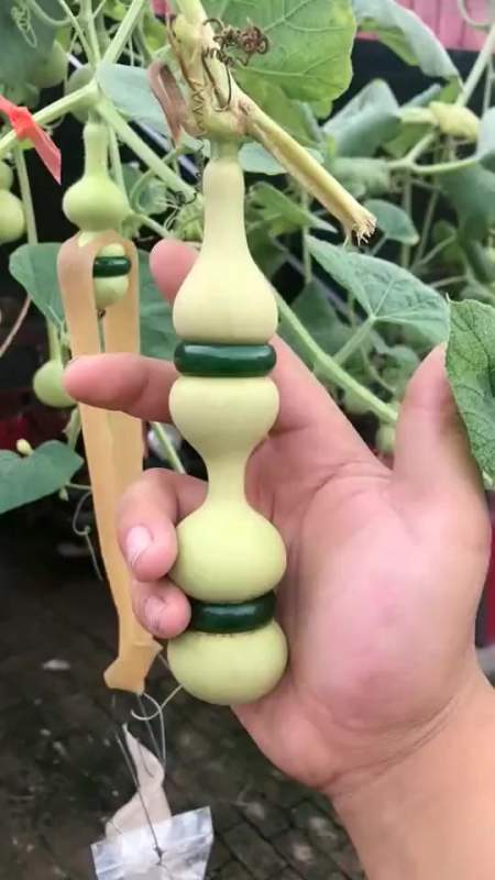 搞笑段子#葫芦长成这样,真的太遭罪了,为啥一个上面套两个玉环