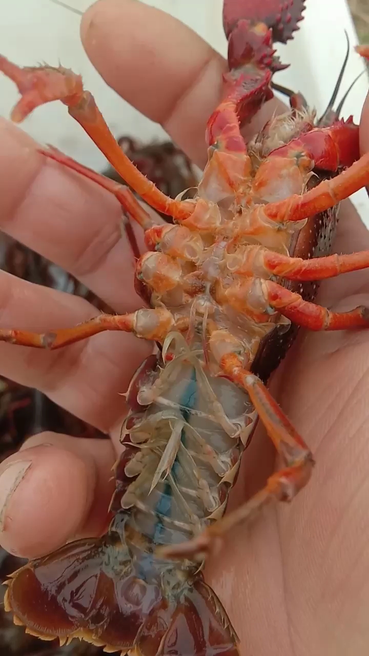 上一篇是公龙虾.你认识吗?