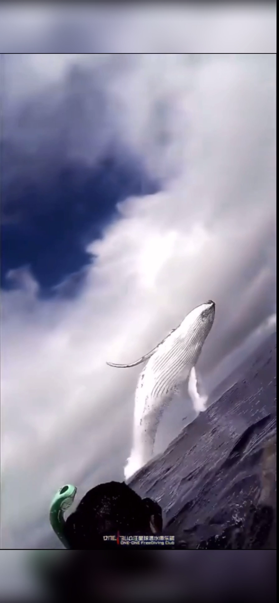 鲸鱼跃起图片图片