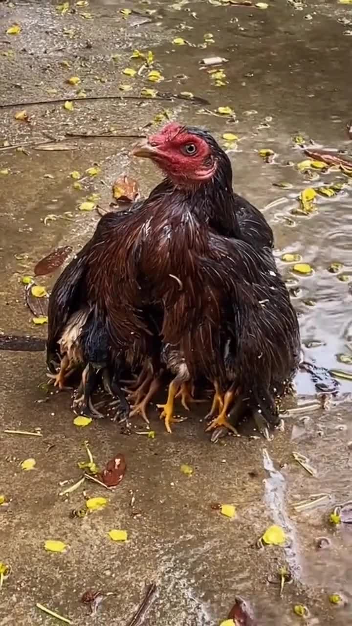 雨天母鸡遮挡小鸡图片图片