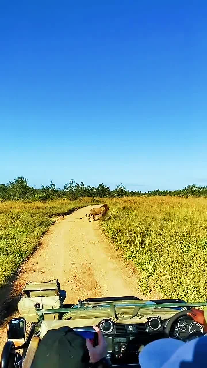 平原小曼聯平曼雄獅