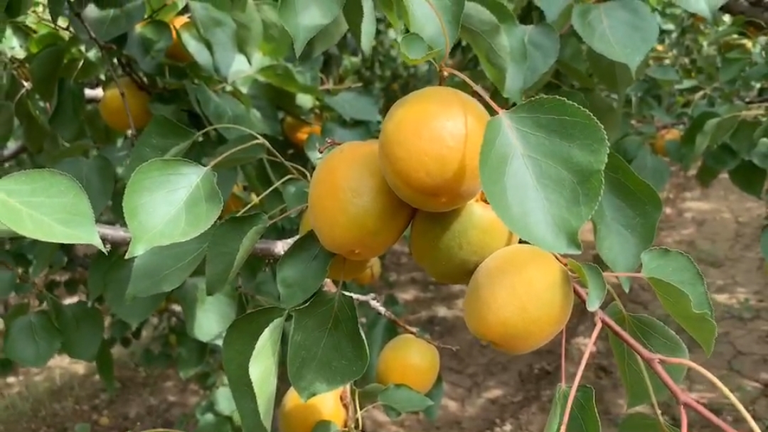 陕西大黄杏金太阳产地果园采摘直发.