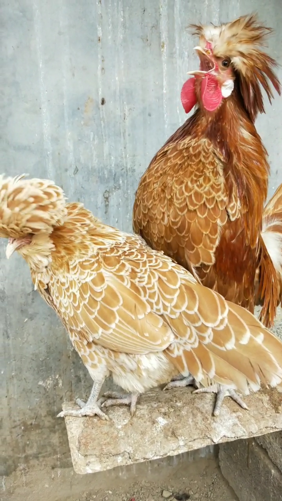 黄波澜帽子鸡漂亮吗