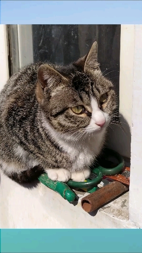 狸花猫#土猫,大狸花猫来啦