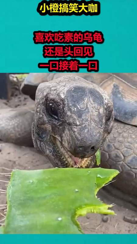 搞笑视频#喜欢吃素的乌龟,还是头回见,一口接着一口