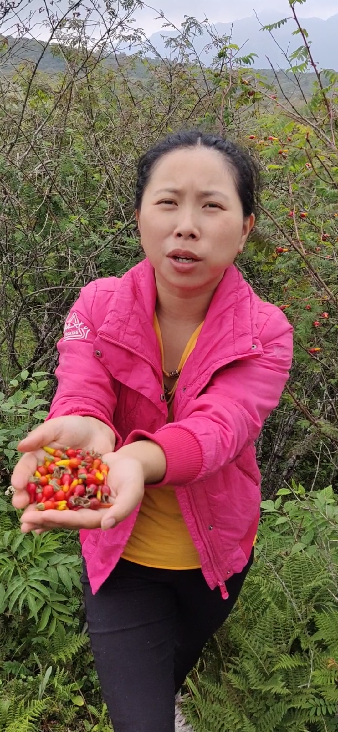 农村野生金樱子男人的加油站