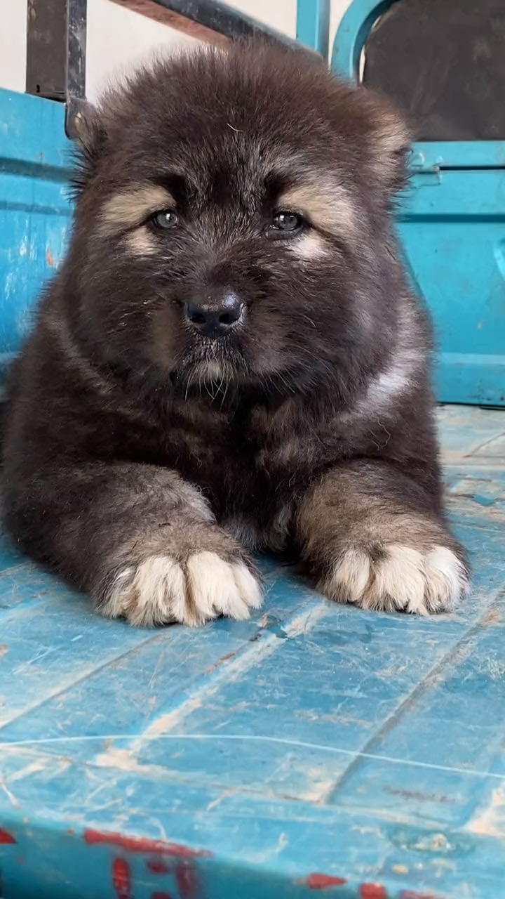 高加索犬#高加索犬