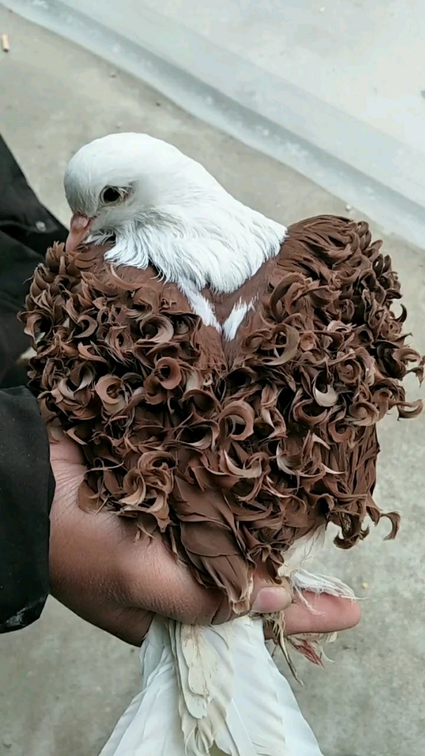 鸽子也烫个头发