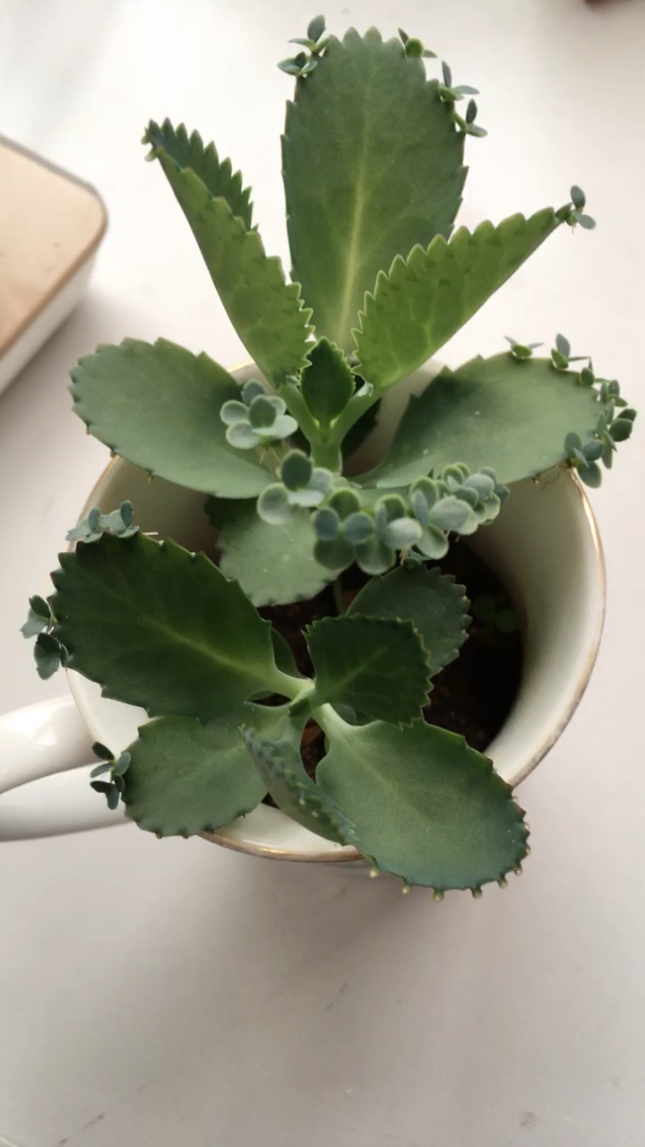 落地生根百子千孙