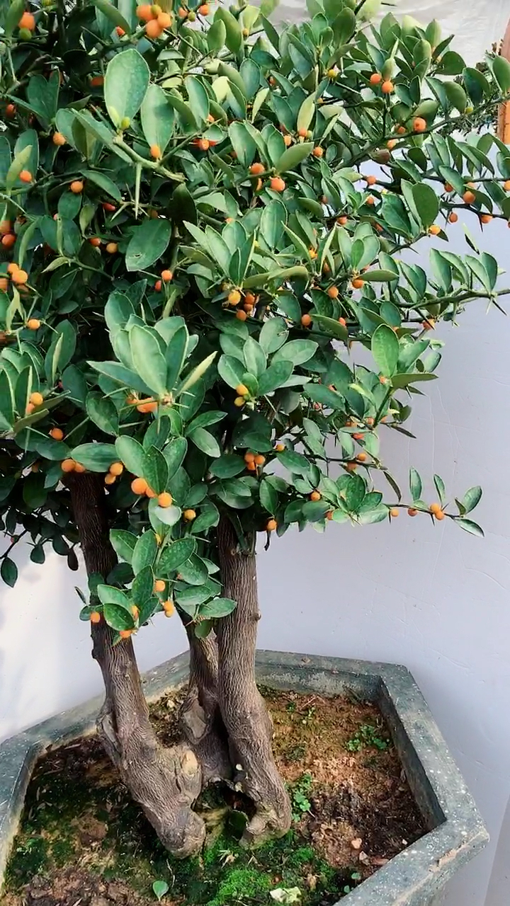 金豆野柑子树图片