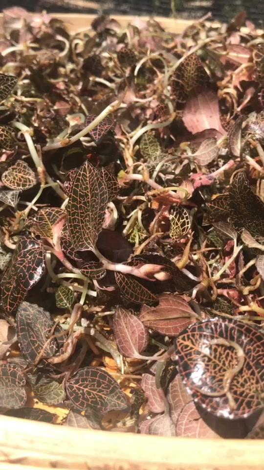 晒点金线莲给老爸泡茶喝……#来武平我氧你! 福建武平网