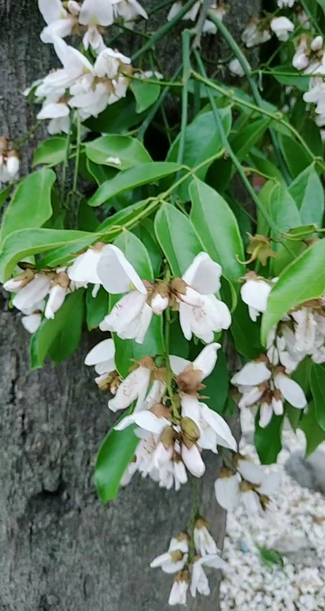 郊游踏青#百年红豆树开花爆满.