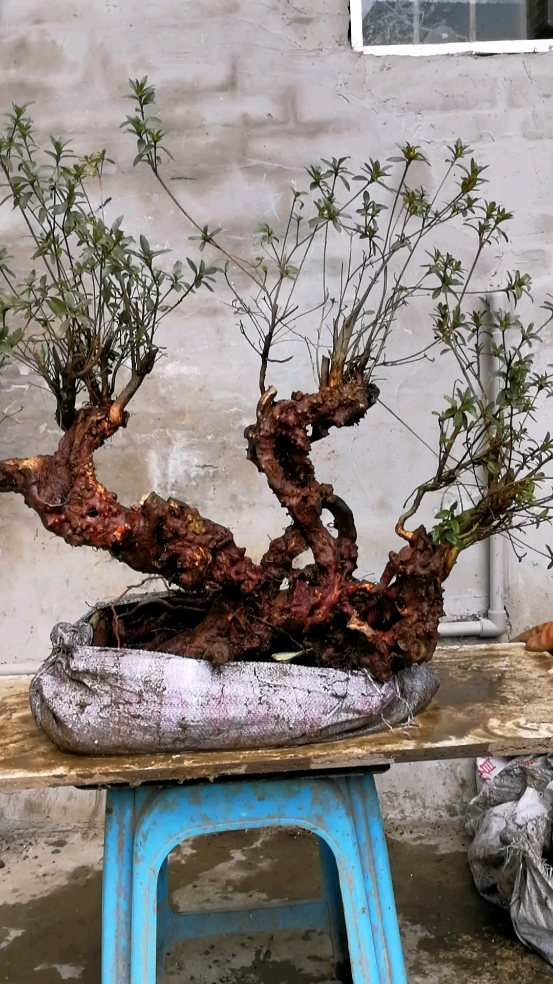 映山红下山桩,矮霸桩.