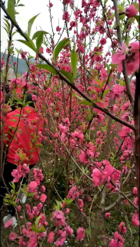 广西钦州那香镇美丽长棉村桃花朵朵开