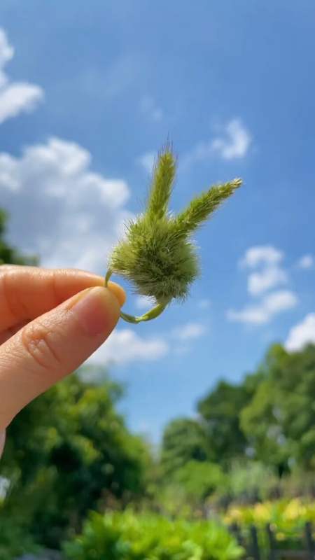 我要上热门#狗尾巴草做的小兔戒指