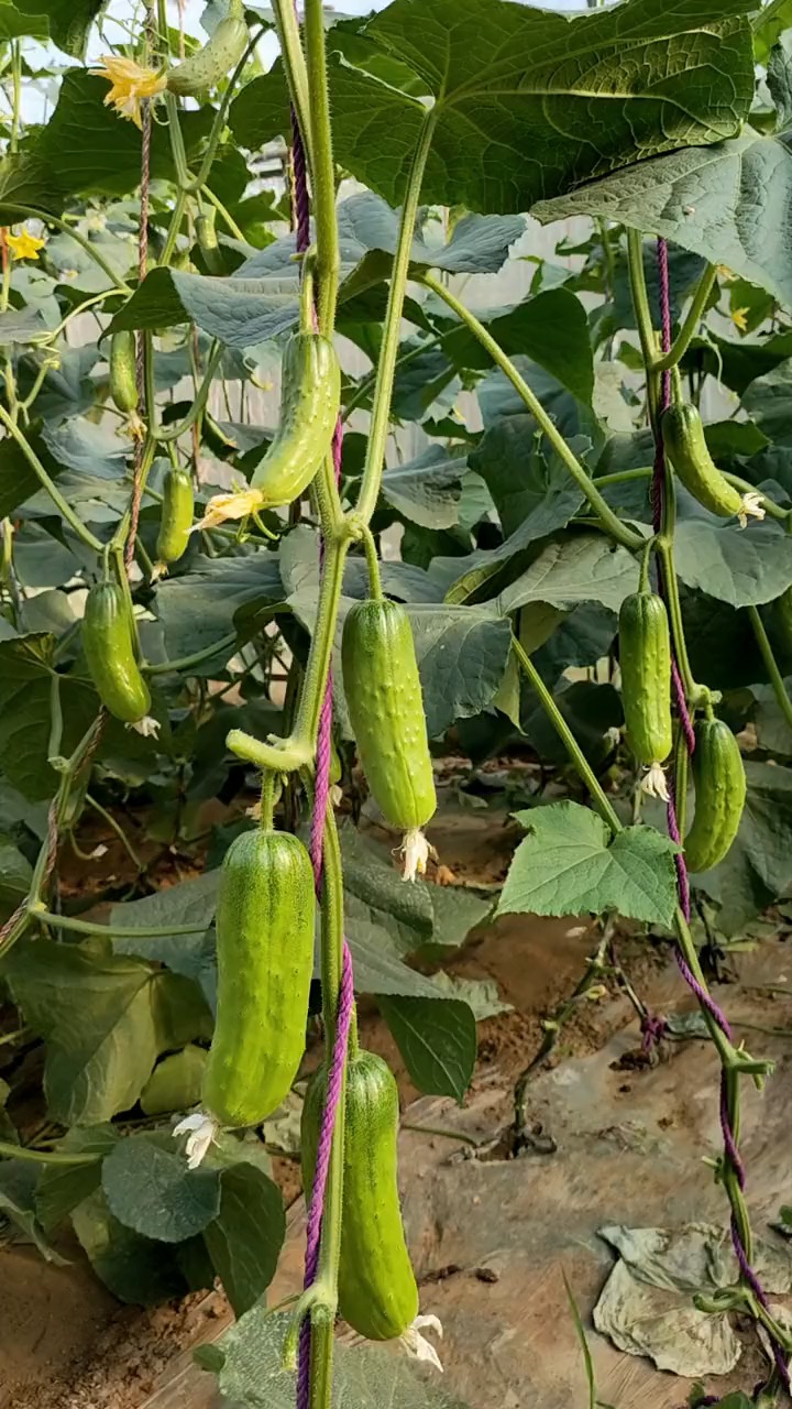 黄瓜结果期打什么叶面肥长的快?黄瓜膨大期用什么冲施肥好?