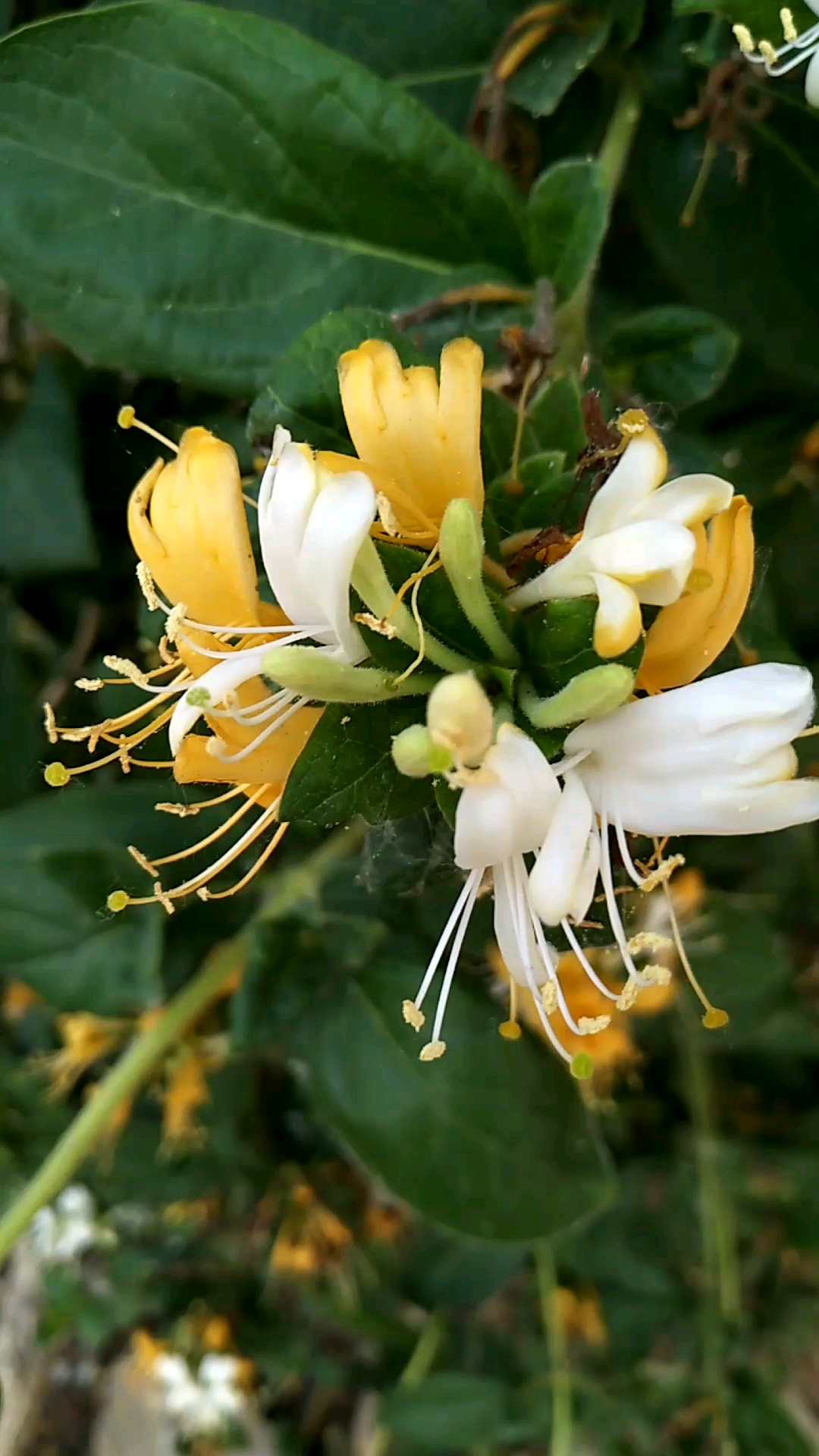 四朵金花#金藤花开