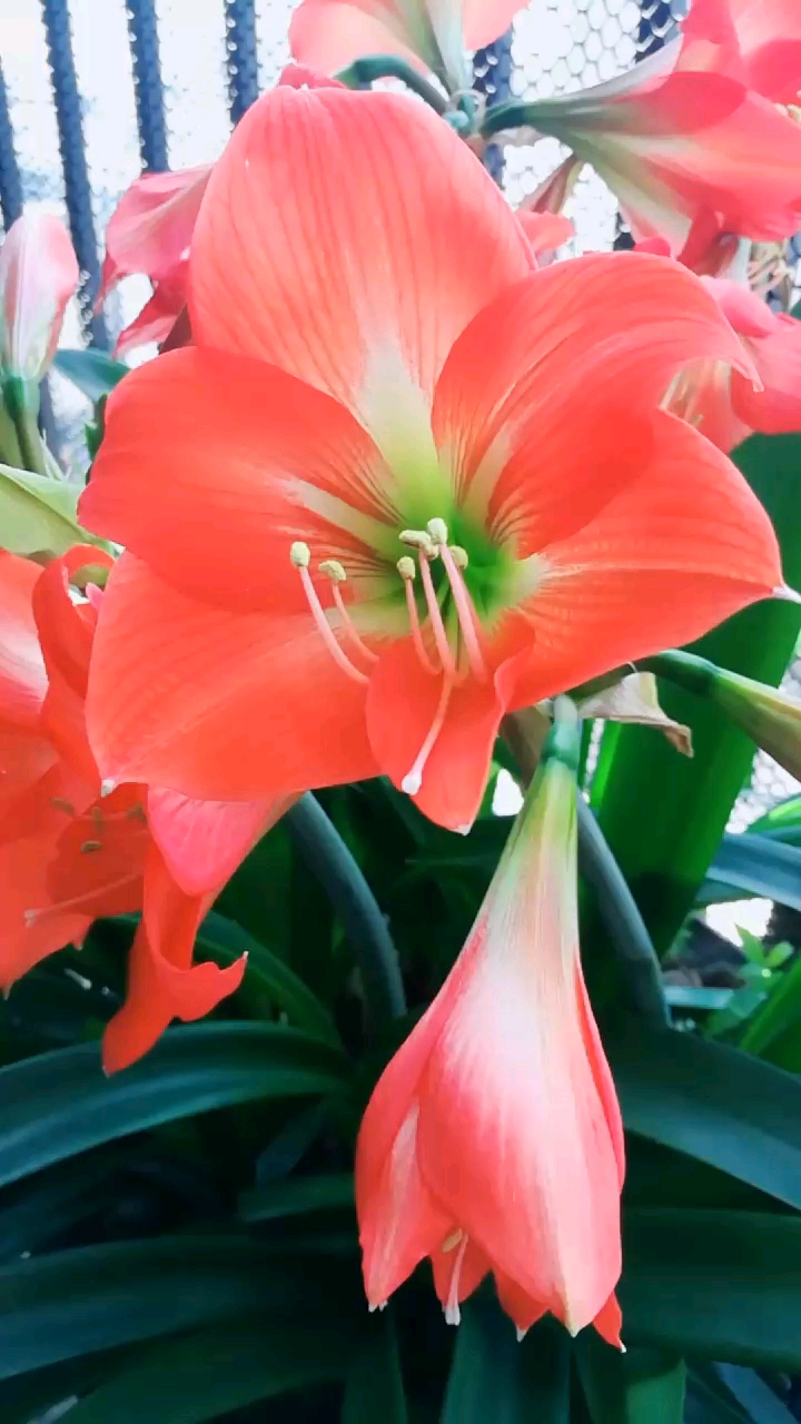 朱顶红花开花红顶朱 求配对此联,谢谢