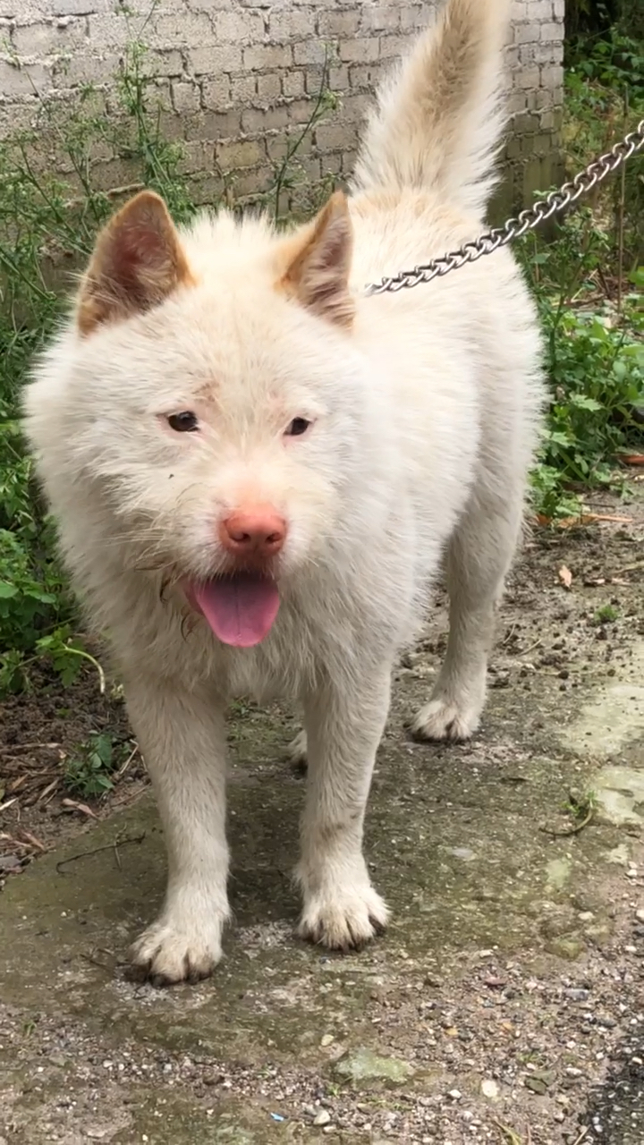 中长毛下司犬,大小山通用