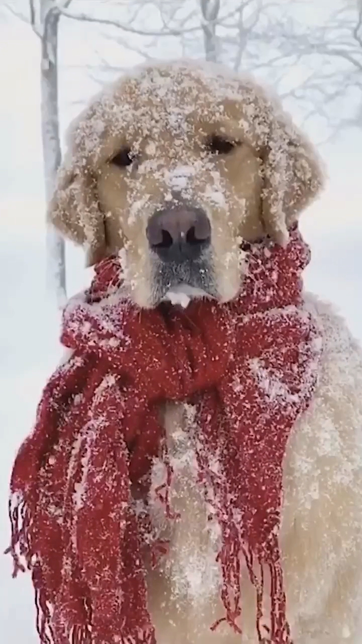 音为有你#瞅瞅这就是主人干的事,冻成狗了